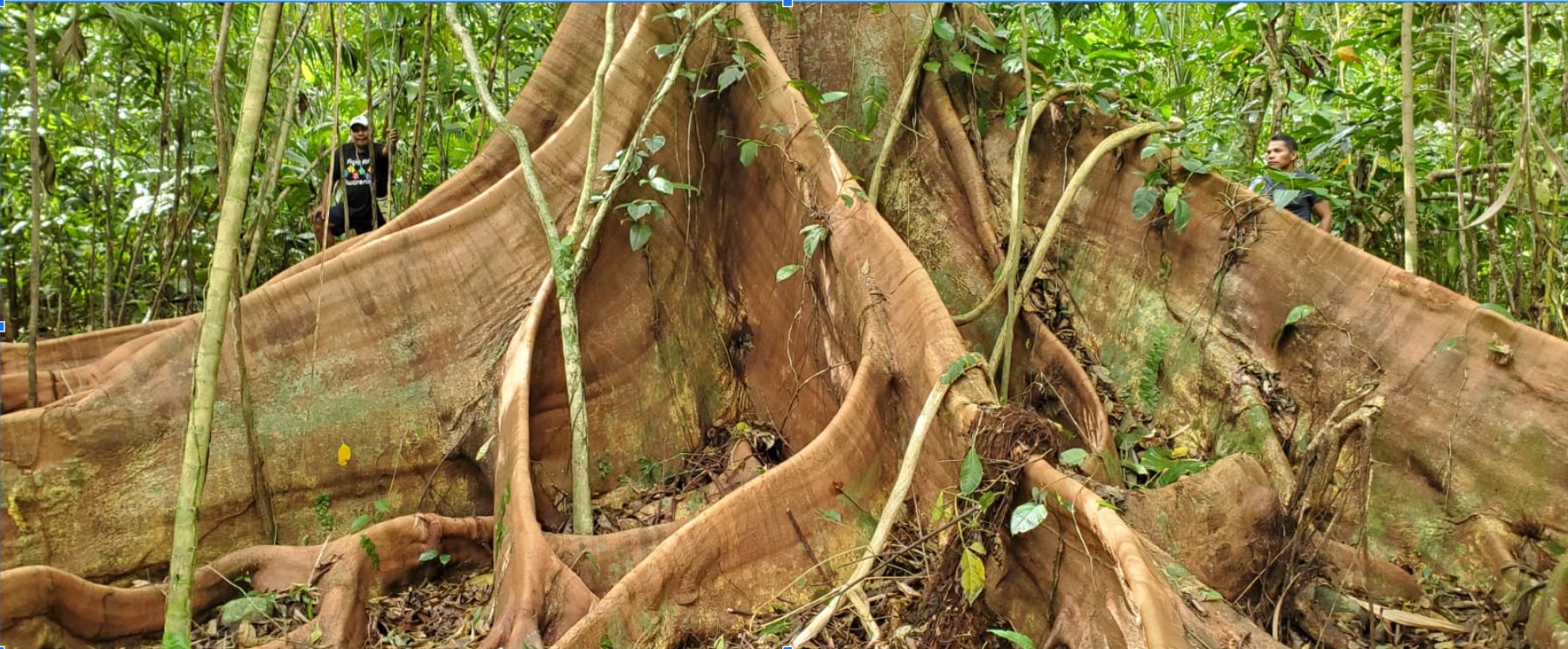 The Guardian Tree