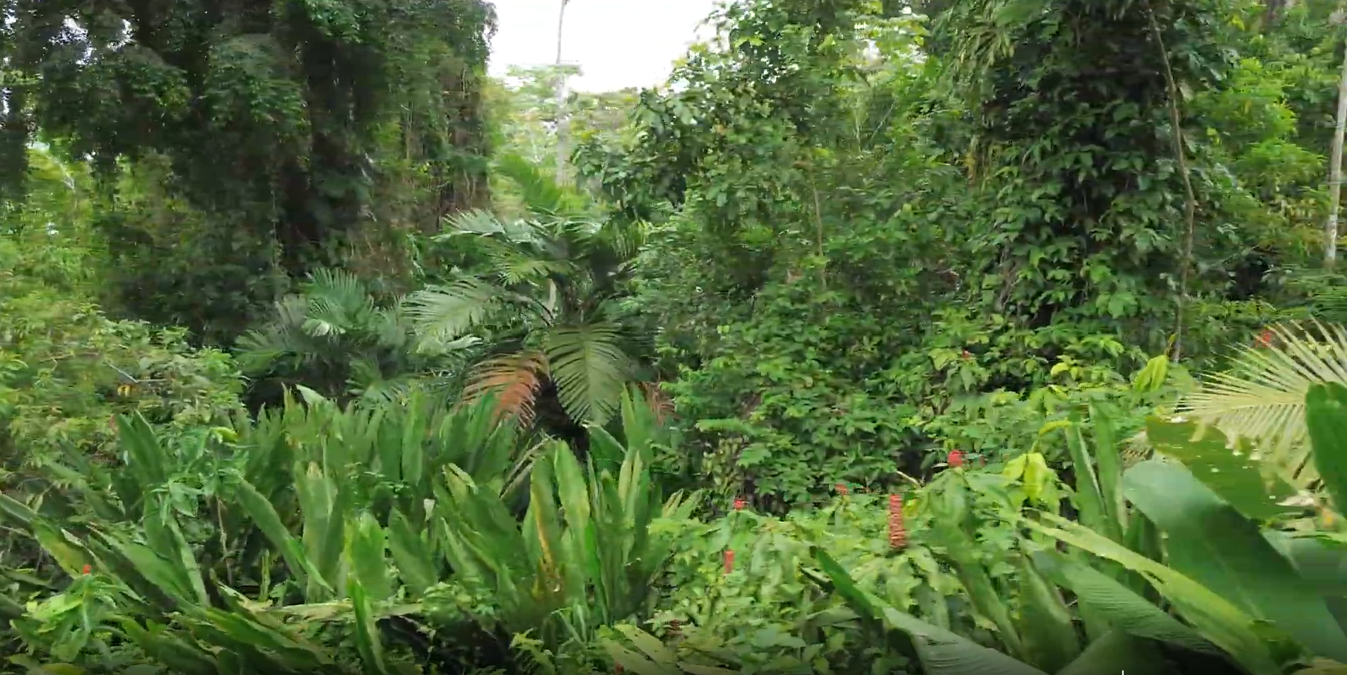 Lush rainforest interior