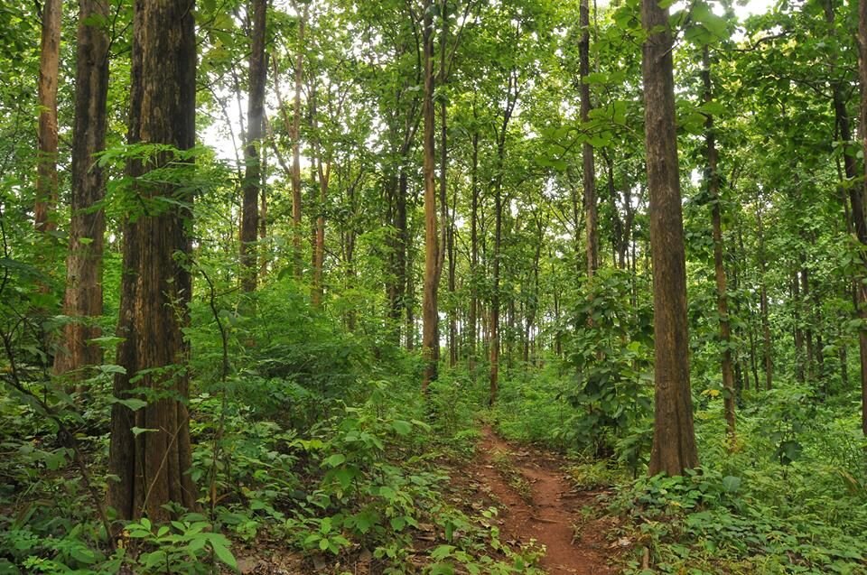 The Teak Farm at Tai Nuare
