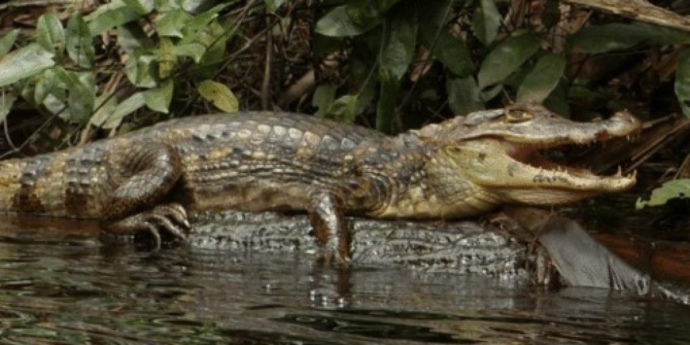 Adult-Spectacled-Caiman-Caiman-crocodilus-from-Cano-Palma-Limon-Costa-Rica