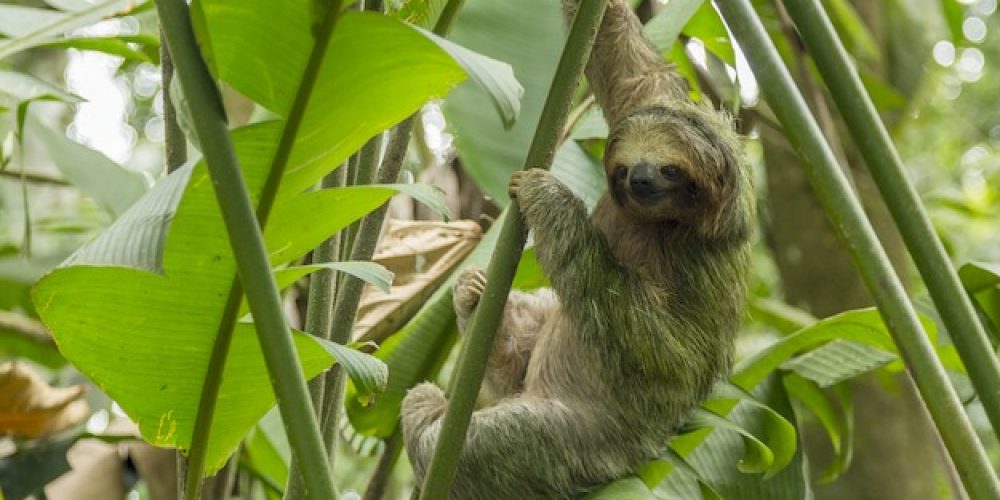 a-sloth-seen-on-a-costa-rica-tour