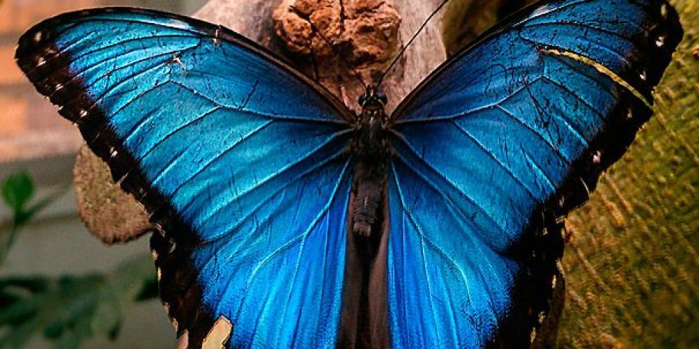 mariposas-de-colores-morpho-azul-3